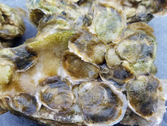 Wild Crassostrea Virginica Oyster Spat On Shell MD