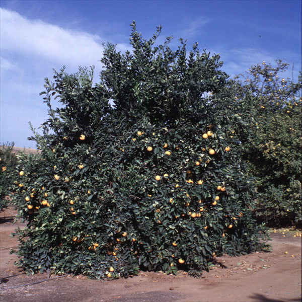 Rio Grande Navel Orange Budwood citrus plant material online shopping