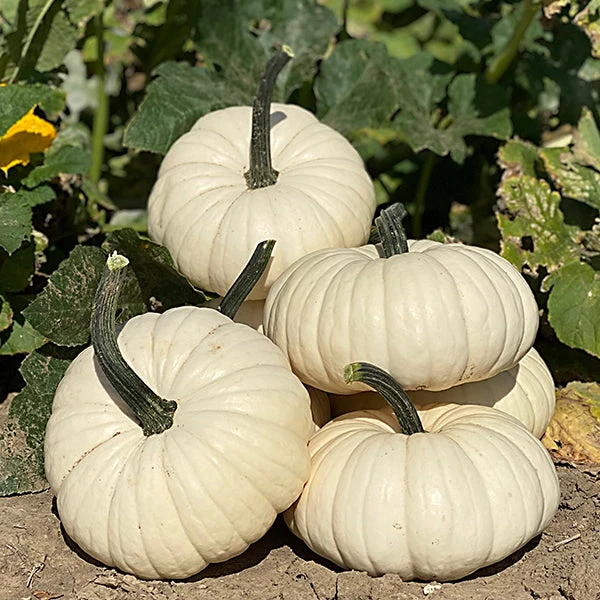 Moon Cake F1 Pumpkin – EVERGREEN