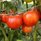 Early Girl Tomato