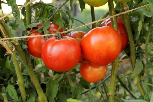 Early Girl Tomato Seeds online shopping