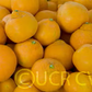 Frost Owari Satsuma Mandarin Budwood citrus plant material online shopping