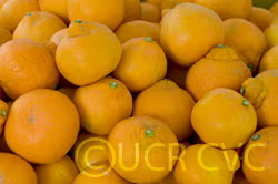 Frost Owari Satsuma Mandarin Budwood citrus plant material online shopping