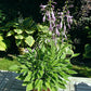 Little White Lines Hosta Plants online shopping