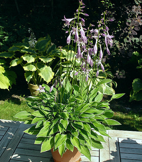 Little White Lines Hosta Plants online shopping