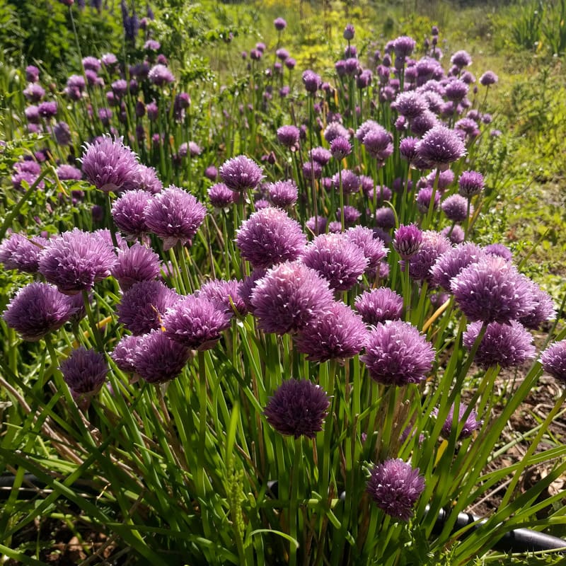 Polyvert Chives Seeds online shopping