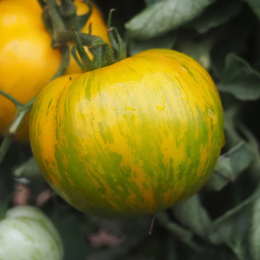 Green Zebra Organic Tomato Seeds online shopping