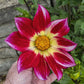 Junkyard Dog Dahlia