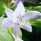 Wiggles And Squiggles Hosta Plants online shopping
