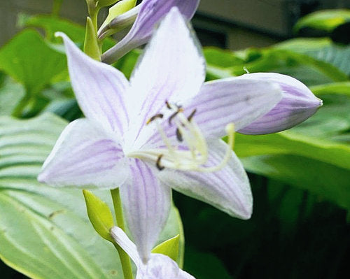 Wiggles And Squiggles Hosta Plants online shopping