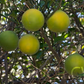 Cunningham Citrange Trifoliate Hybrid Budwood citrus plant material online shopping