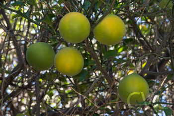 Cunningham Citrange Trifoliate Hybrid Budwood citrus plant material online shopping