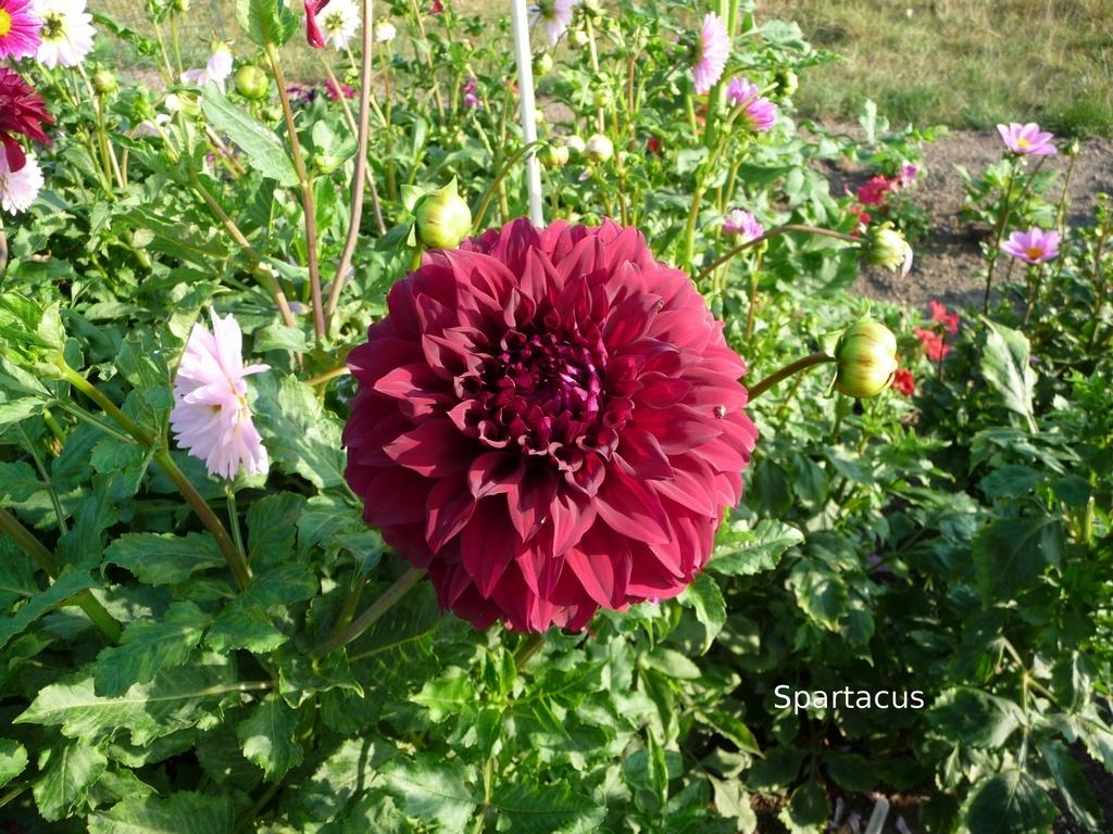 Spartacus Dahlia