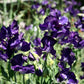 Joyce Stanton Sweet Pea seeds online shopping