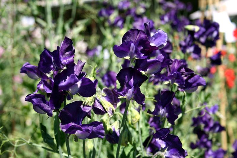 Joyce Stanton Sweet Pea seeds online shopping