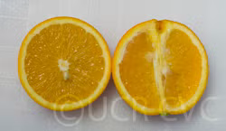 Frost Washington Navel Orange Budwood citrus plant material online shopping