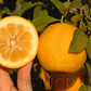 Goutoucheng Sour Orange Budwood citrus plant material online shopping
