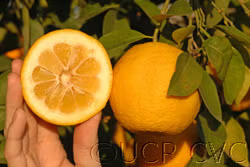 Goutoucheng Sour Orange Budwood citrus plant material online shopping