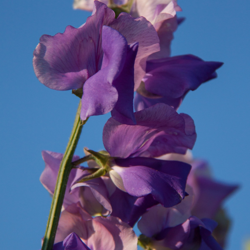 Erewhon Sweet Pea seeds online shopping
