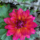 Firepot Dahlia