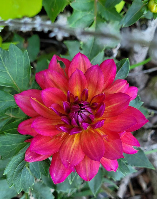 Firepot Dahlia