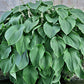Green Acres Hosta Plants online shopping
