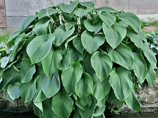 Green Acres Hosta Plants online shopping