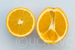 Navelate Navel Orange Budwood citrus plant material online shopping