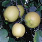 Femminello Lemon Budwood citrus plant material online shopping