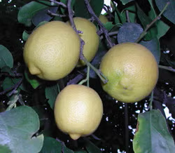 Femminello Lemon Budwood citrus plant material online shopping