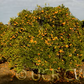 Orlando Tangelo Mandarin Budwood citrus plant material online shopping