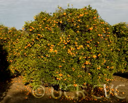 Orlando Tangelo Mandarin Budwood citrus plant material online shopping
