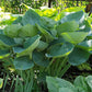 Gentle Giant Hosta Plants online shopping
