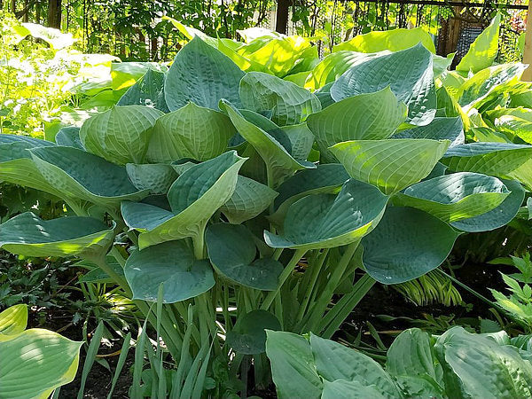 Gentle Giant Hosta Plants online shopping