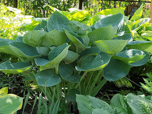 Gentle Giant Hosta Plants online shopping