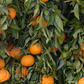 Clemenules Clementine Budwood citrus plant material online shopping