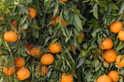 Clemenules Clementine Budwood citrus plant material online shopping