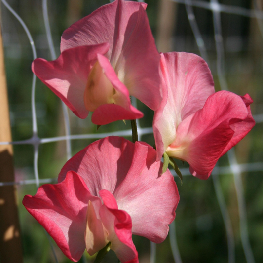 Valerie Harrod Sweet Pea