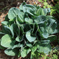 Waukon Water Hosta Plants online shopping