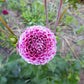 Chick A Dee Dahlia