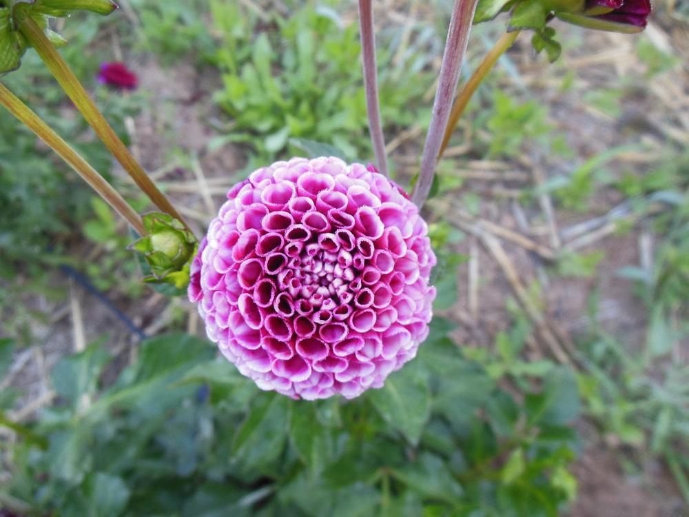 Chick A Dee Dahlia
