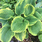 Lakeside Prophecy Fulfilled Hosta Plants online shopping