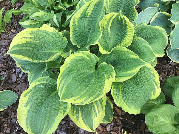 Lakeside Prophecy Fulfilled Hosta Plants online shopping