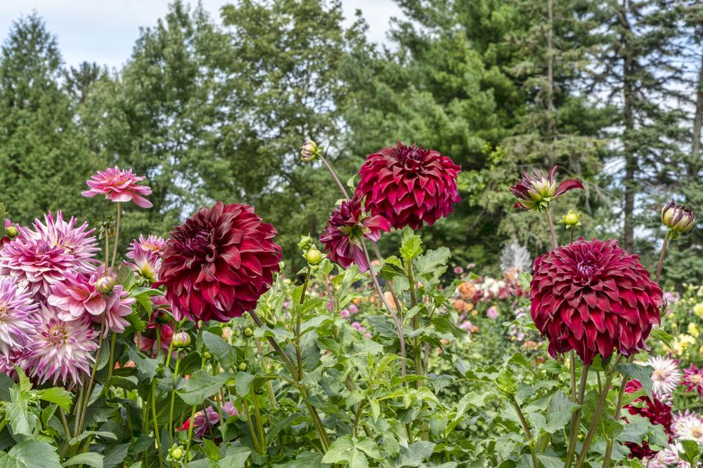 Spartacus Dahlia