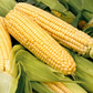 Bodacious F1 Corn