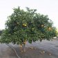 Pehrson #4 Valencia Orange Budwood citrus plant material online shopping