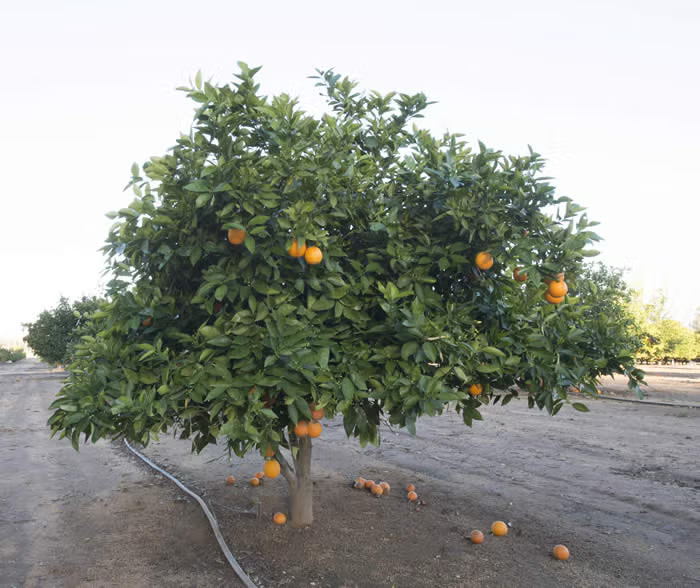 Pehrson #4 Valencia Orange Budwood citrus plant material online shopping