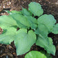 Sky Dancer Hosta Plants online shopping