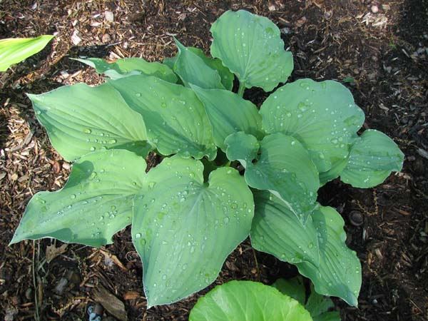 Sky Dancer Hosta Plants online shopping