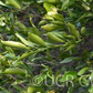 Willowleaf Mediterranean Mandarin Budwood citrus plant material online shopping
